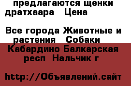 предлагаются щенки дратхаара › Цена ­ 20 000 - Все города Животные и растения » Собаки   . Кабардино-Балкарская респ.,Нальчик г.